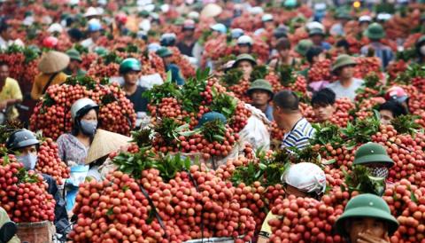 Trung Quốc là thị trường nhập khẩu nông sản lớn nhất Việt Nam, trong đó có vải thiều