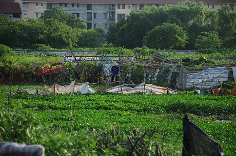 Hà Nội: Cận cảnh dự án cao ốc 100 tầng làm vườn rau