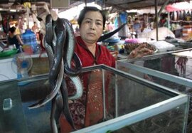 Giật mình với “chợ mãng xà” ở Tam Nông
