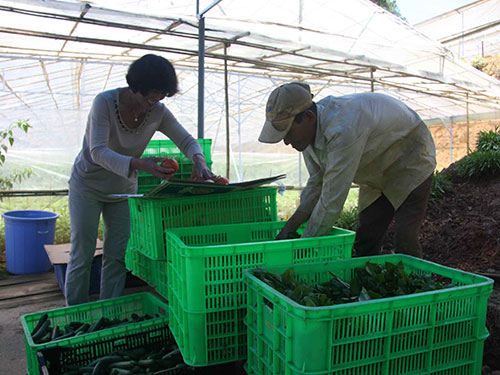 Nhà vườn Đà Lạt thu hoạch rau củ VietGAP chuẩn bị giao cho siêu thị