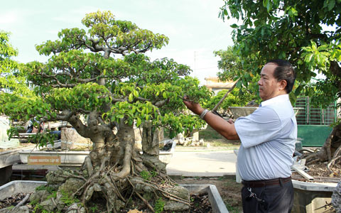 vườn cây, trung tướng, về hưu, Nghệ An, nghệ thuật