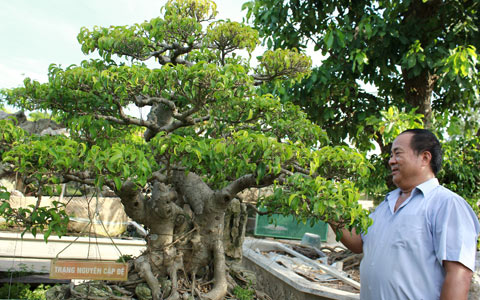 vườn cây, trung tướng, về hưu, Nghệ An, nghệ thuật