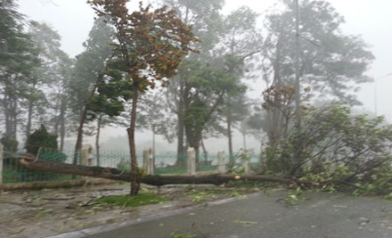 Mưa to trong nhiều giờ đồng hồ tại TP Móng Cái. Gió mạnh quật đổ nhiều cây xanh