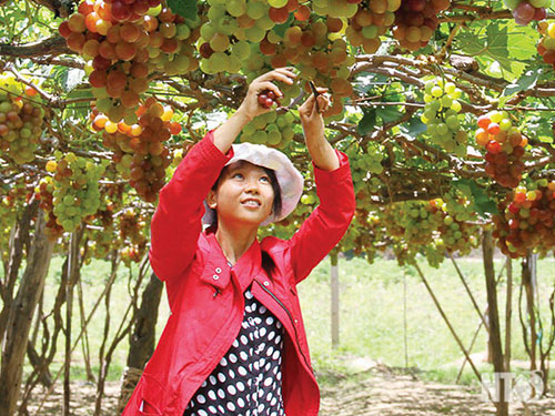 Diện tích trồng nho ở Ninh Thuận từ 2.300 ha hiện giảm xuống còn chưa đến 750 ha