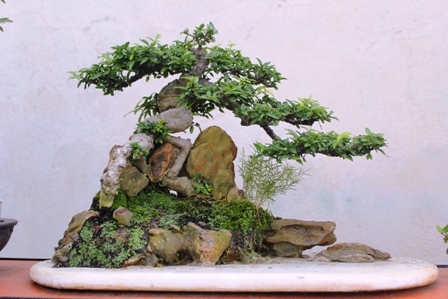 Những chậu bonsai như thế này, nhưng được tạo dáng uyển chuyển, giá vài chục triệu đồng/chậu