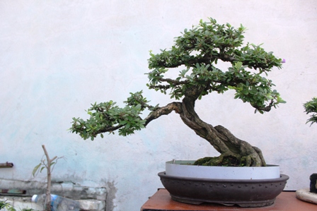 Những chậu bonsai như thế này, nhưng được tạo dáng uyển chuyển, giá vài chục triệu đồng/chậu