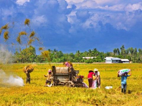 Nông dân ĐBSCL thu hoạch lúa