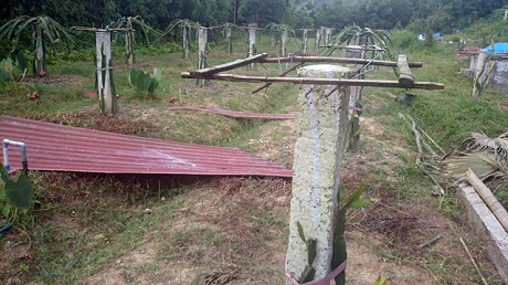 Vườn thanh long bị phá gây thiệt hại khoảng 60 triệu đồng cho gia đình ông Hòa