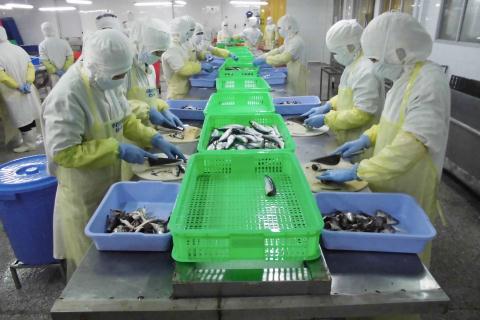 Công an 'truy' công ty Đài Loan xuất cá bẩn sang Nhật