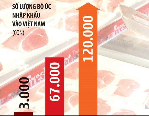 Tốc độ nhập bò Úc vào Việt Nam tăng khủng khiếp