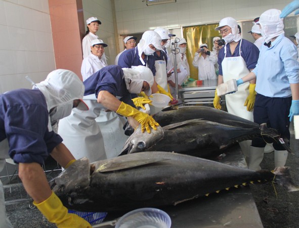 3 con cá ngừ đầu tiên đạt tiêu chuẩn được chọn xuất khẩu qua Nhật đấu giá