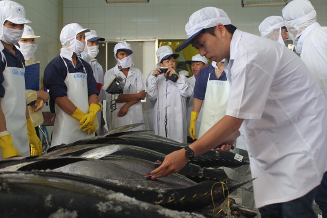 9 con cá ngừ đầu tiên bay từ Việt Nam sang Nhật Bản