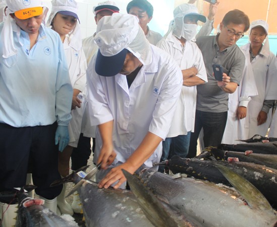 Chuyên gia nhật cắt thịt ở đuôi cá ngừ để kiểm tra
