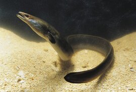 Con lươn trải qua 2 cuộc chiến tranh thế giới qua đời ở tuổi 155