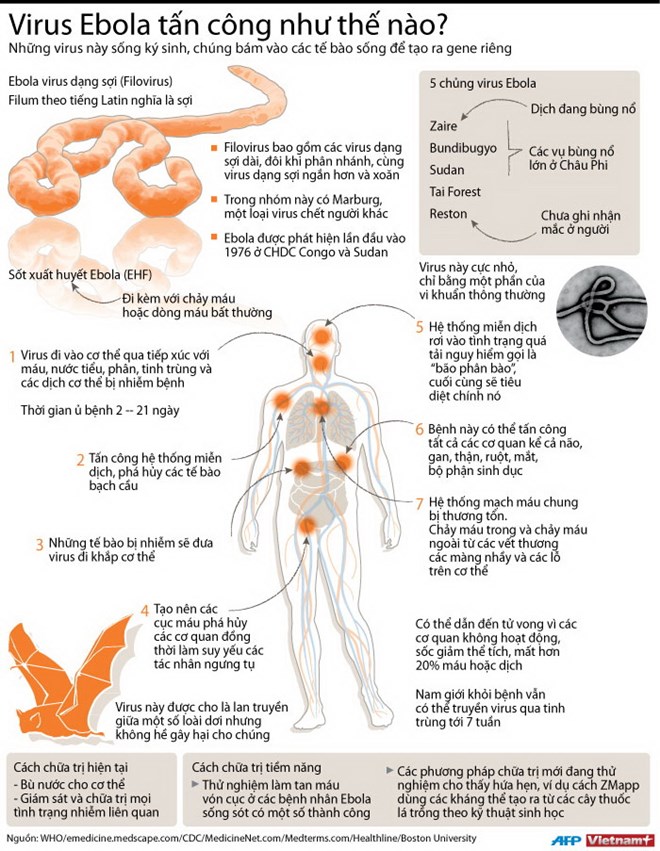 [INFOGRAPHIC] Cách virus Ebola tấn công cơ thể con người