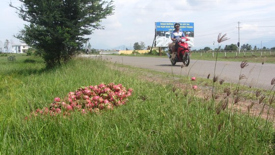 Thanh long rớt giá, người dân đổ bỏ trên quốc lộ ở Bình Thuận   
