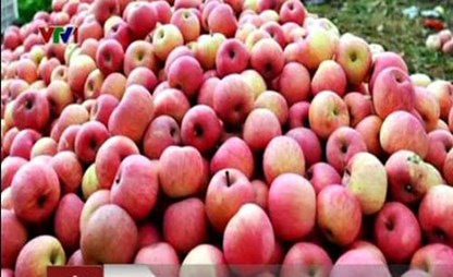 58% lượng táo nhập khẩu ở Việt Nam là từ Trung Quốc