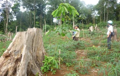 Hàng loạt “nhà đầu tư” đến Đăk Nông: Lập dự án để... phá rừng, bán đất