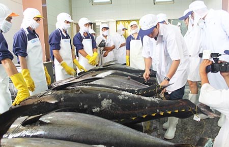Người “chắp cánh” cho cá ngừ sang Nhật