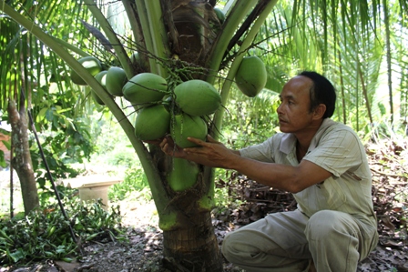 Trồng khoảng 3 năm cây dừa sáp bắt đầu cho trái