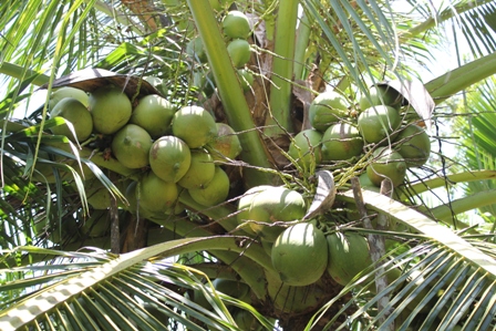Chăm sóc tốt giống dừa sáp vẫn cho trái nhiều như giống dừa bình thường
