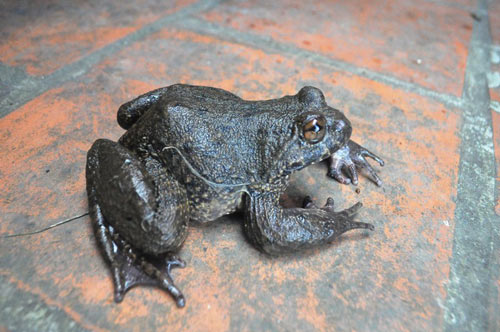 Săn “ếch đại gia” ở vùng Thánh địa Mẫu Sơn