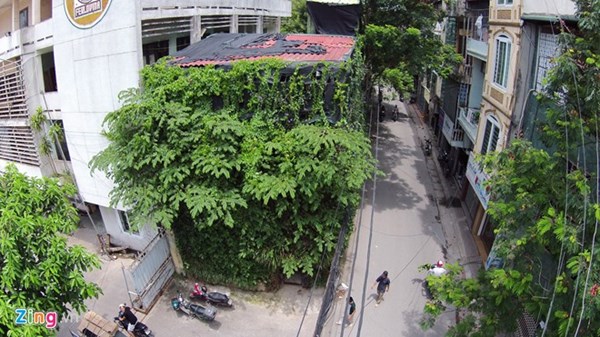 Người Hà Nội chi tiền tỷ phủ cây xanh kín nhà