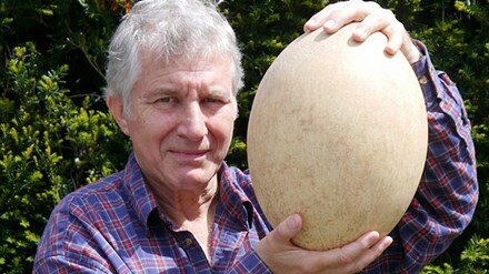 Quả trứng chim voi 500 tuổi giá hơn 80.000 USD