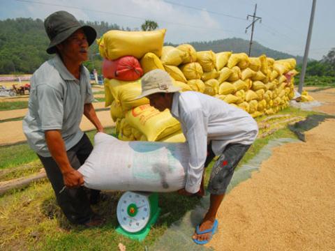 Các Tổng công ty lương thực muốn có lãi sẽ ép giá các doanh nghiệp thu mua gạo từ nông dân, doanh nghiệp thu mua lại tiếp tục ép giá người nông dân.