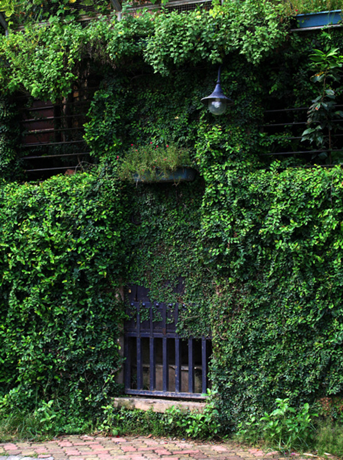 Những rặng cây leo phủ kín cảnh cổng và bức tường nhà