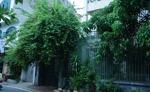 Cây xanh được trồng trước cổng