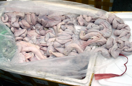 Bắt nửa tấn tràng lợn thối bán cho nhà hàng ở Hà Nội