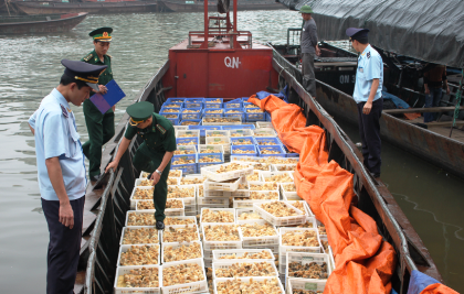 Tranh thủ bão số 3, vận chuyển lậu 20.000 gà giống Trung Quốc vào Việt Nam