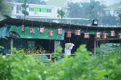 Nhà hàng thuyền gỗ hoành tráng ở khu vực phường Nhật Tân cũng đang băm nát hồ Tây để thu lợi