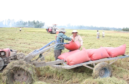 Nông dân xã Mỹ Lộc cơ giới hóa trong thu hoạch lúa