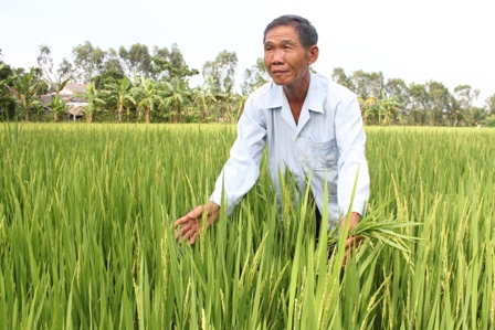 Nông dân ở địa phương nắm vững kỹ thuật để làm chuyên gia trồng lúa sạch