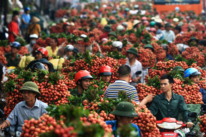 Tìm cách giảm lệ thuộc Trung Quốc tại mặt hàng hoa quả