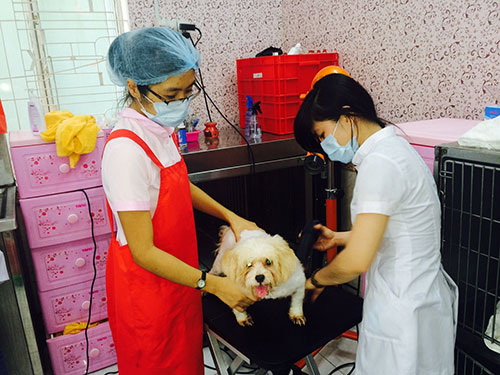 Tắm, sấy lông, làm đẹp cho thú cưng tại New Pet Hospital (quận 1, TP HCM)
