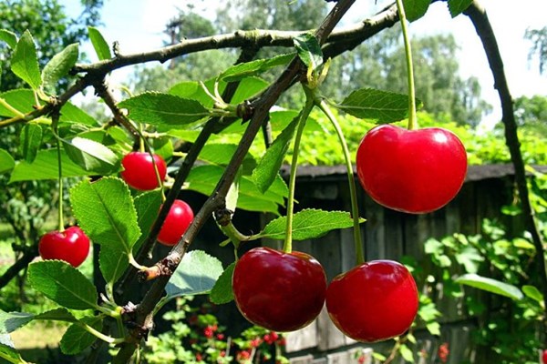 Sang Úc trồng cherry để thỏa mãn “sự thèm ăn” của người Trung Quốc
