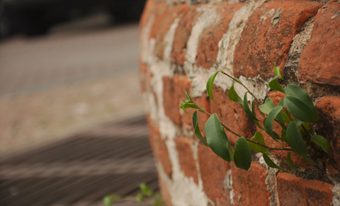 Tường gạch theo thời gian đã nhuốm màu rêu phong