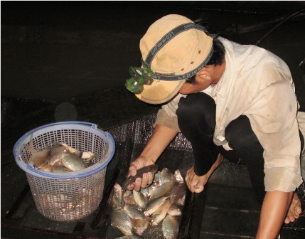 Nhiều ngư dân vừa giăng lưới sông mang cá đến chợ bán luôn.