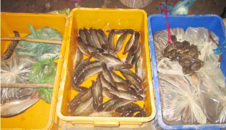 Lươn cũng được bày bán với số lượng lớn.