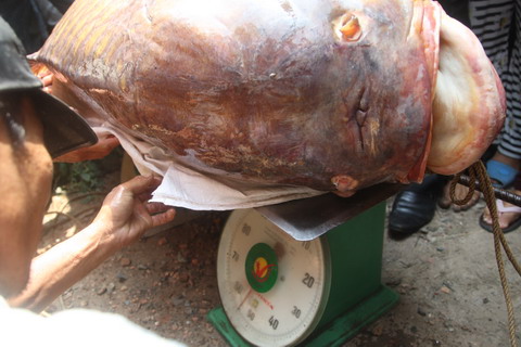 cá hô, quý hiếm, sông Đồng Nai, 200 triệu, Sài Gòn