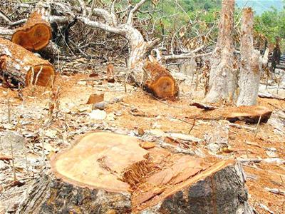 Hàng loạt sai phạm nghiêm trọng trong giao đất, giao rừng tại Đắk Nông