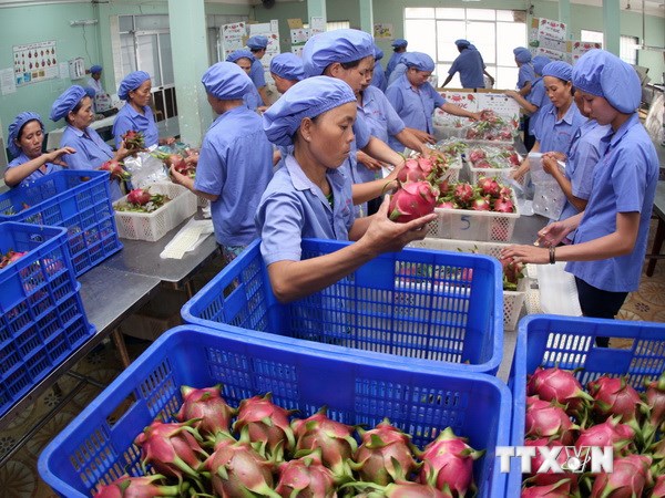 Hoa quả Việt Nam từng bước chinh phục thị trường thế giới