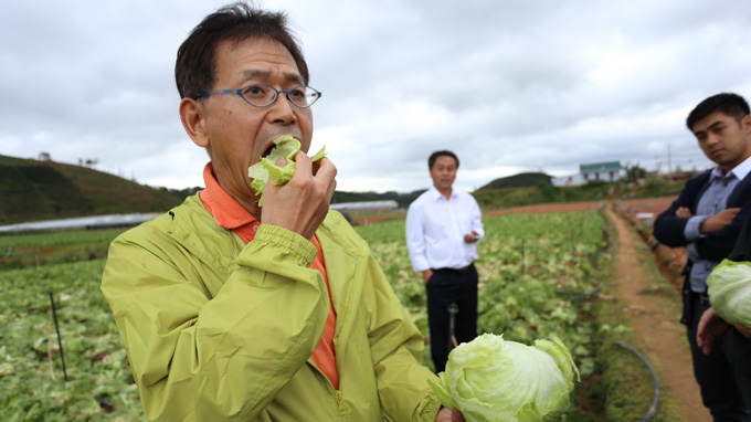Tại Đà Lạt, người Nhật trồng rau sạch có lãi, ta thì sao?
