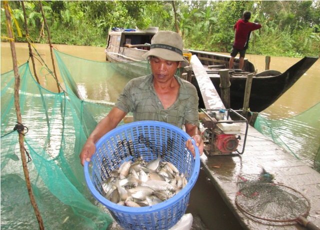 Đến mùa nước nổi gần như 100% người dân tận dụng mặt nước ruộng để căng lưới nuôi cá