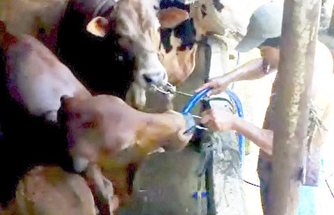 Bò bị bơm nước tại lò giết mổ gia súc Tuấn Cúc (Tiền Giang). Ảnh: Thú y TP.HCM