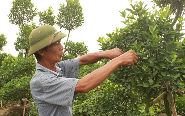 Nông dân Hà Nội: Trồng quất lãi gấp 30 lần trồng ngô, đút túi hàng trăm triệu đồng