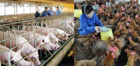 Ngành chăn nuôi Việt Nam: Mất quyền trên 